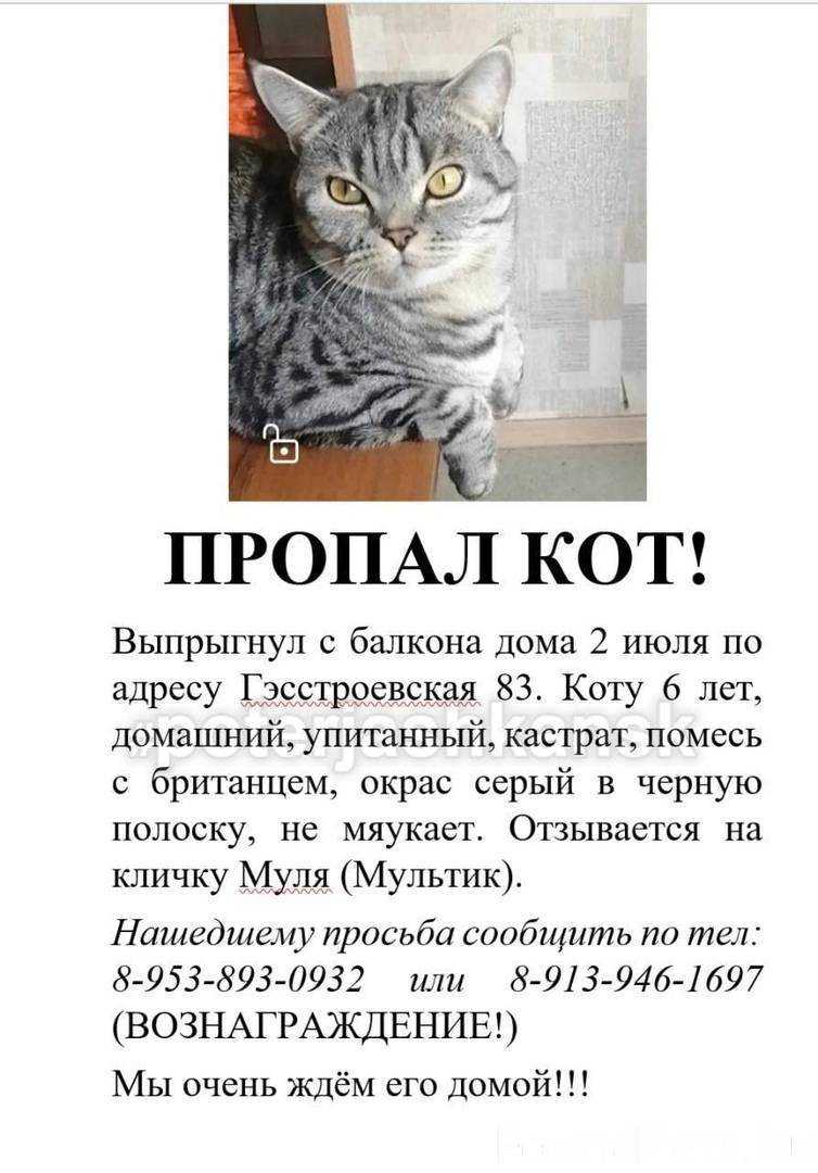 Ларингит у кошек