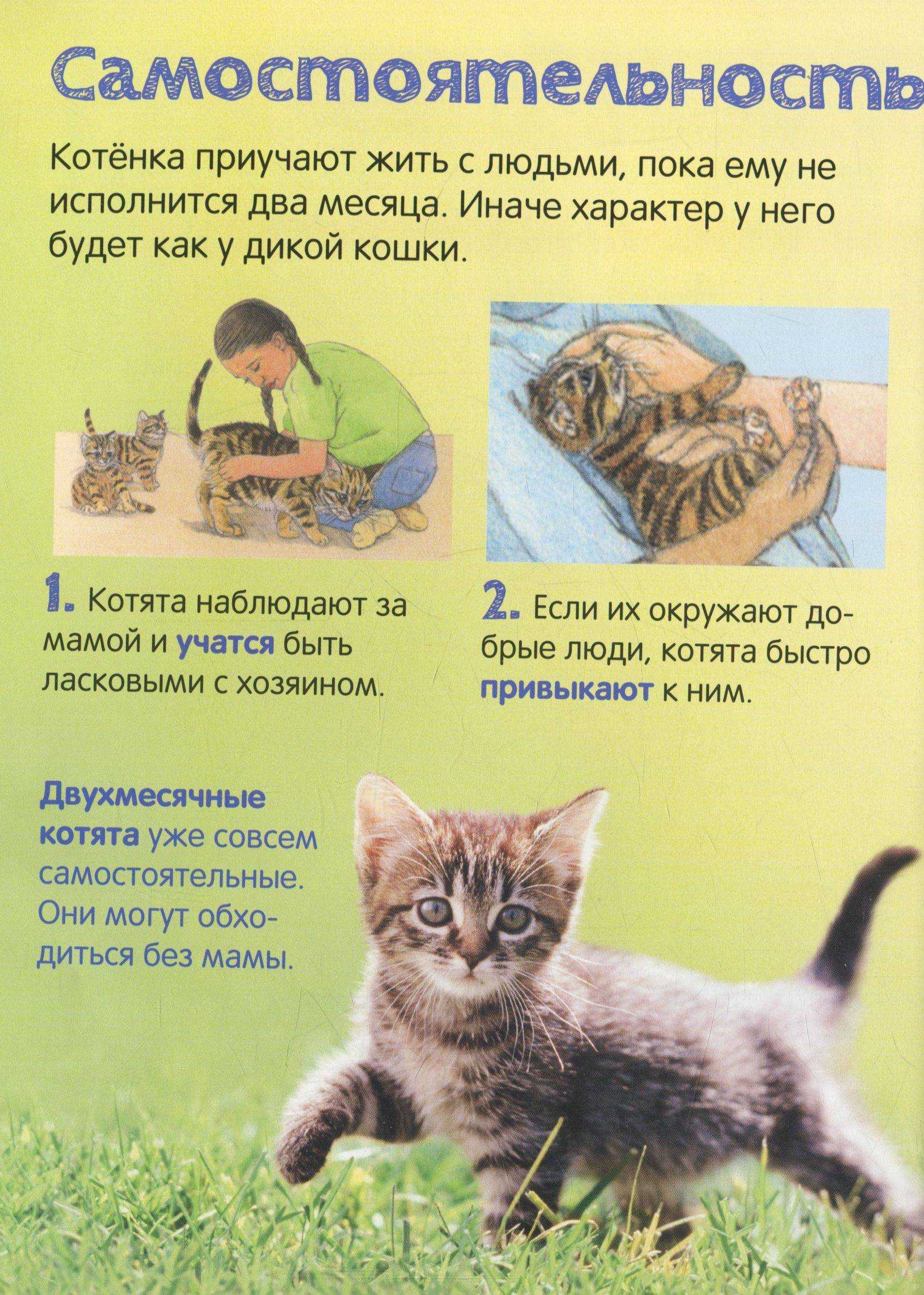 Как приучить котенка к сухому корму: зачем приучать, в каком возрасте, рекомендации ветеринара