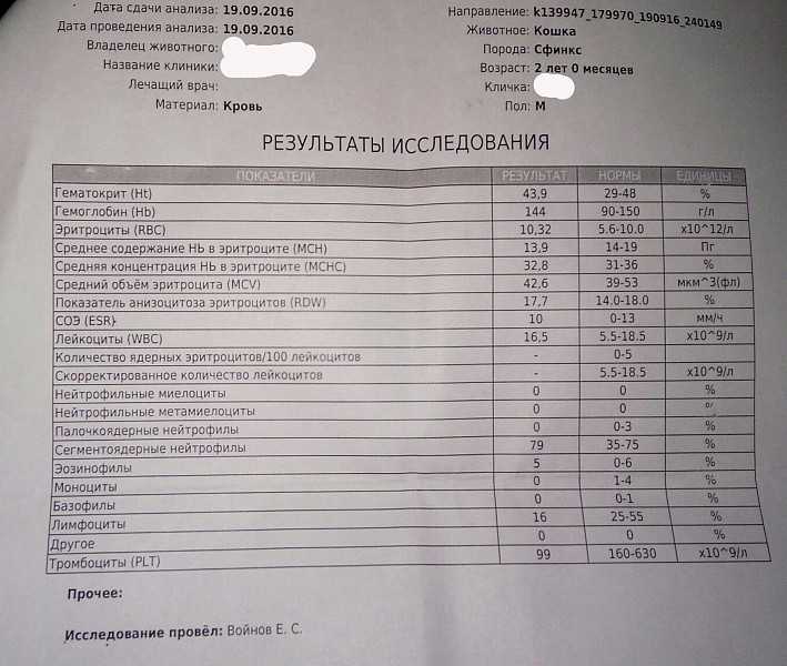 13 причин почему кот ходит в туалет с кровью - как лечить