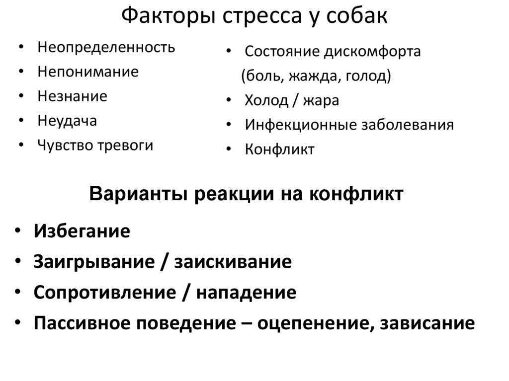 Собака беспокойно ведет себя: причины, возможные заболевания, дополнительные симптомы, как успокоить собаку