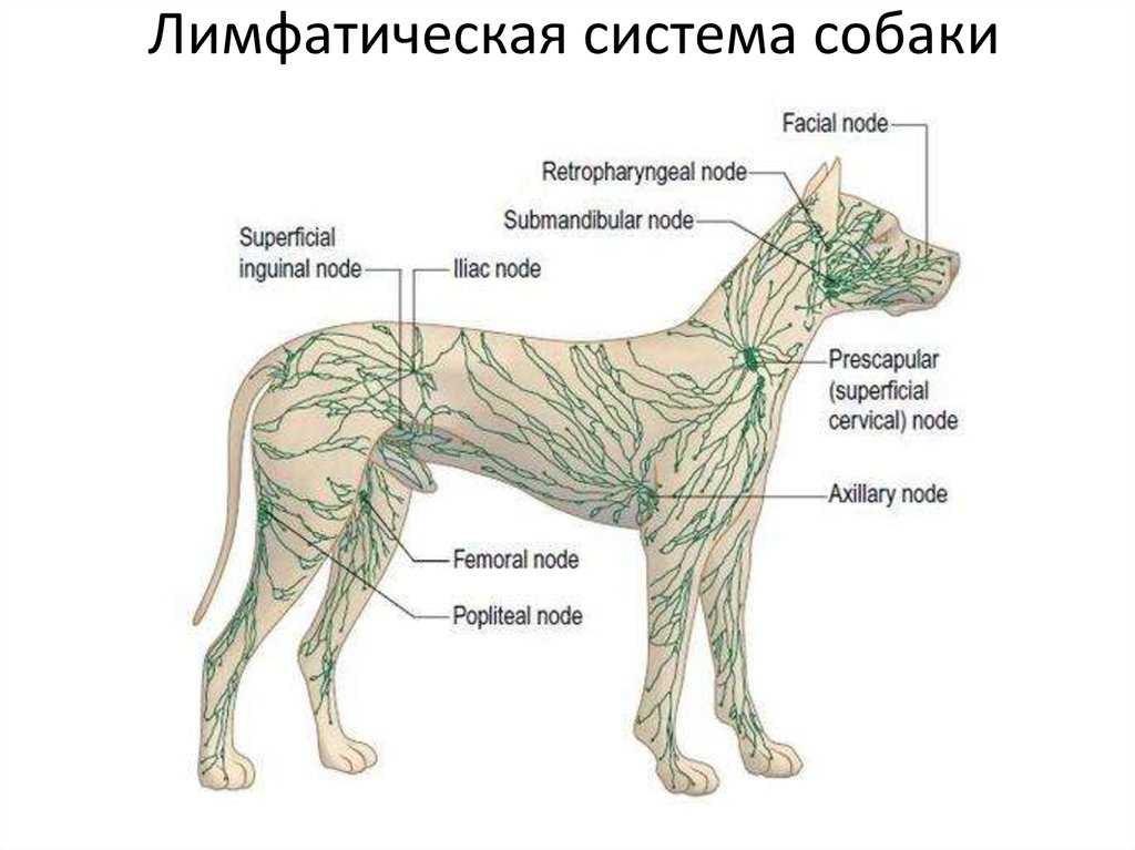 Лимфаденит у собак: что это, причины, симптомы, лечение, может ли развиться на прививку - блог о животных - zoo-pet.ru