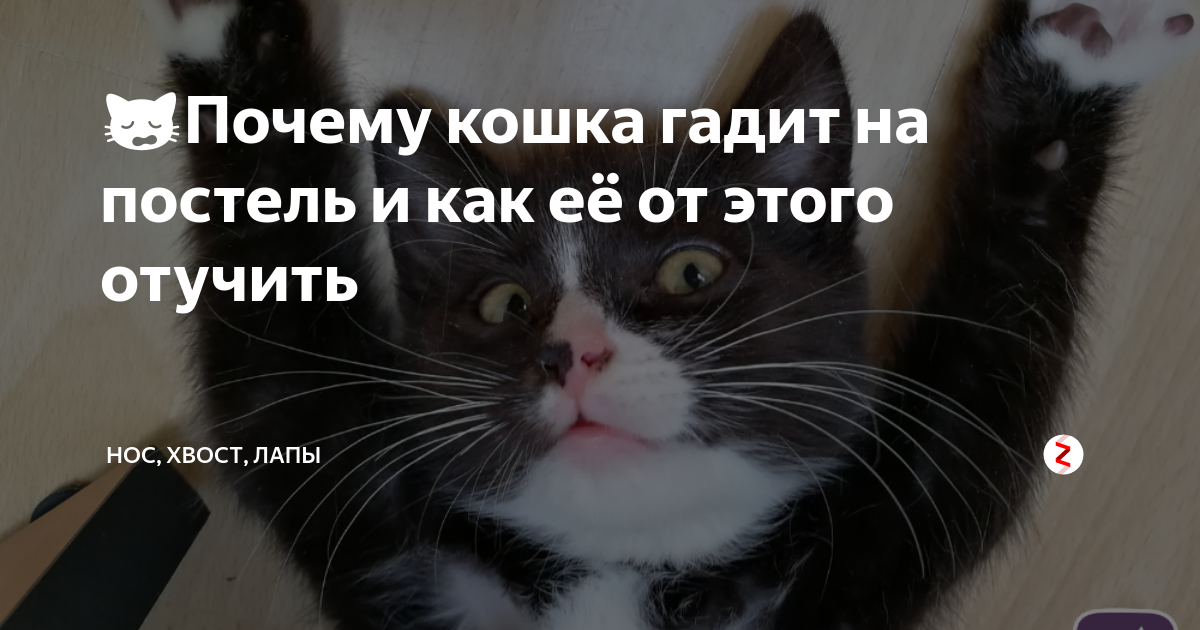 Причины, почему кошка может гадить на кровать