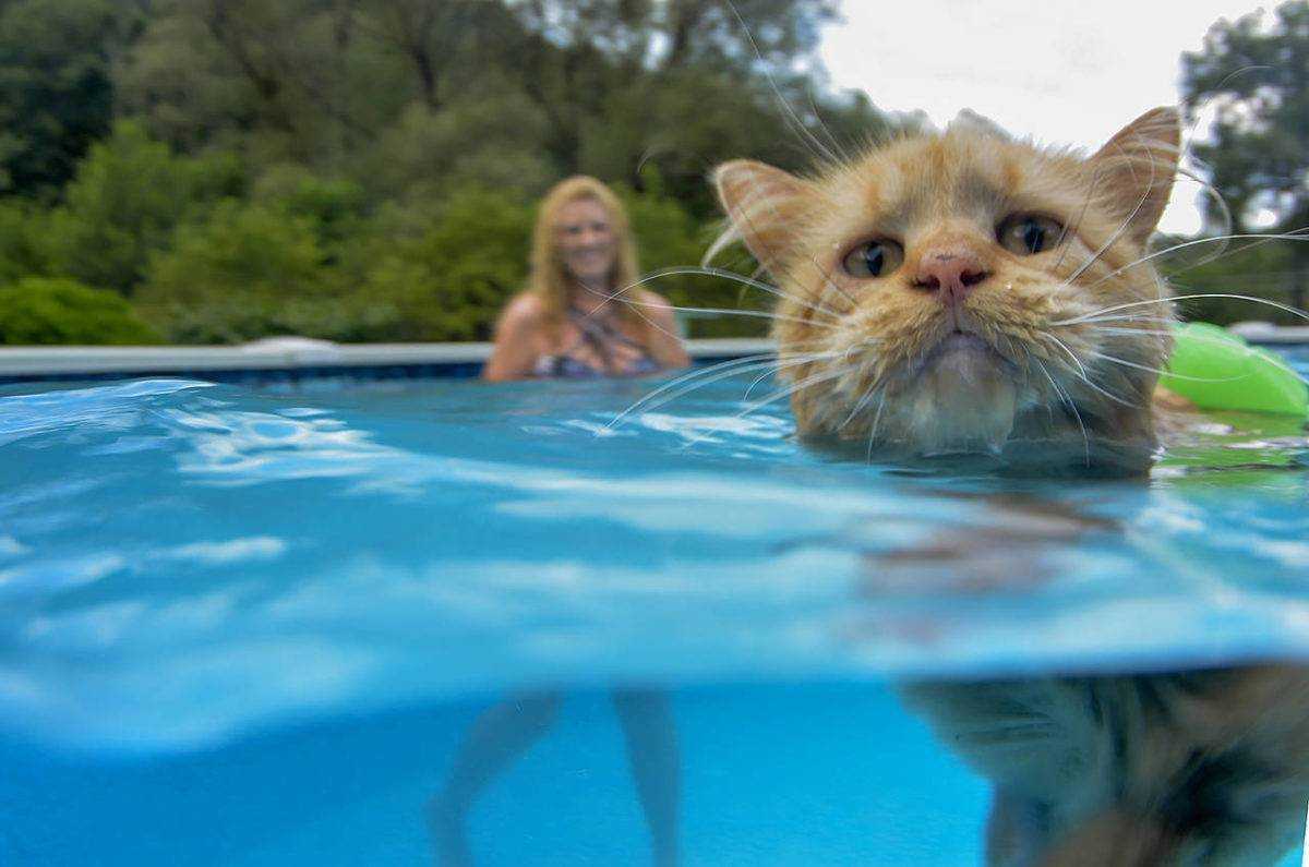 Кошка, любящая воду