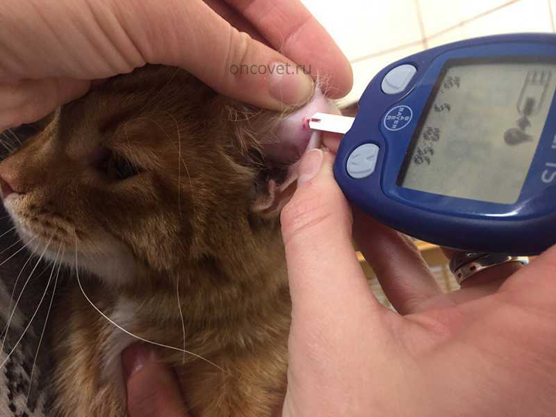 Сахарный диабет у кошек: причины, симптомы, лечение, профилактика