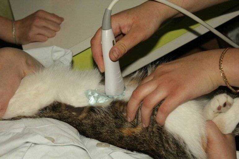 Почему кошка не кормит новорождённых котят