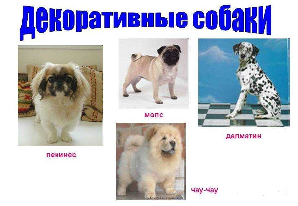 Маленькие породы собак: топ-20 популярных домашних питомцев, плюсы и минусы