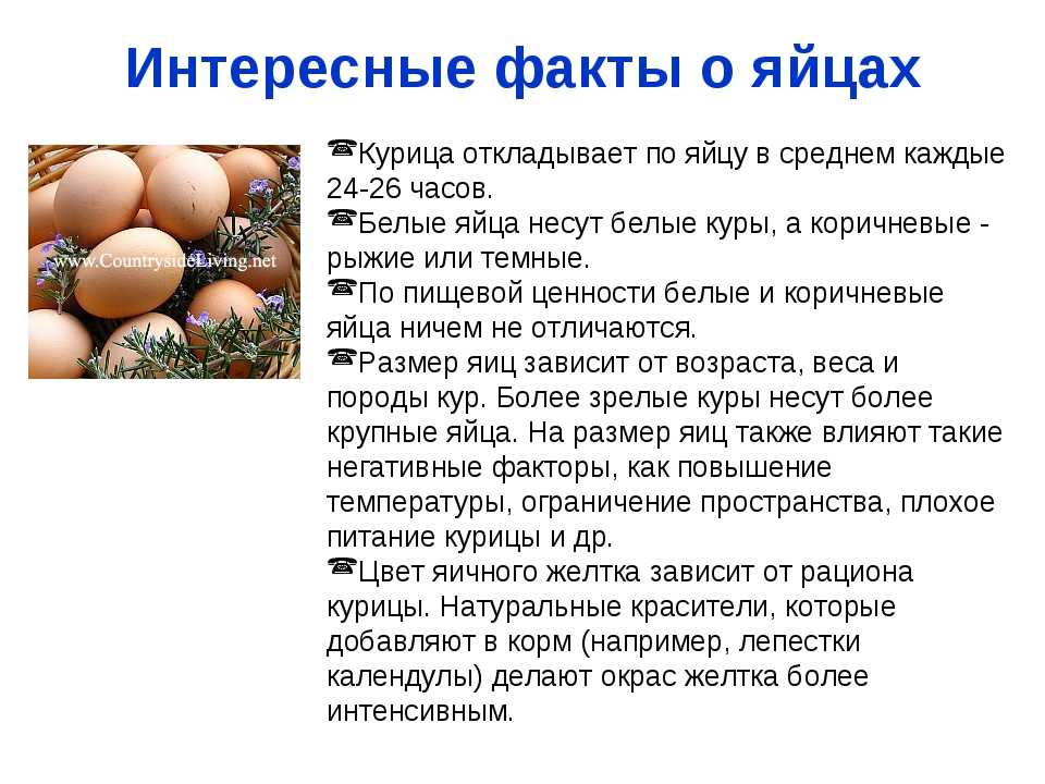 Какие продукты нельзя давать кошке