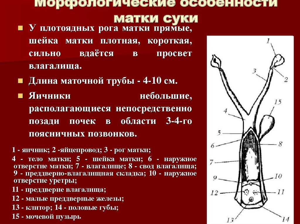 Анатомия собаки