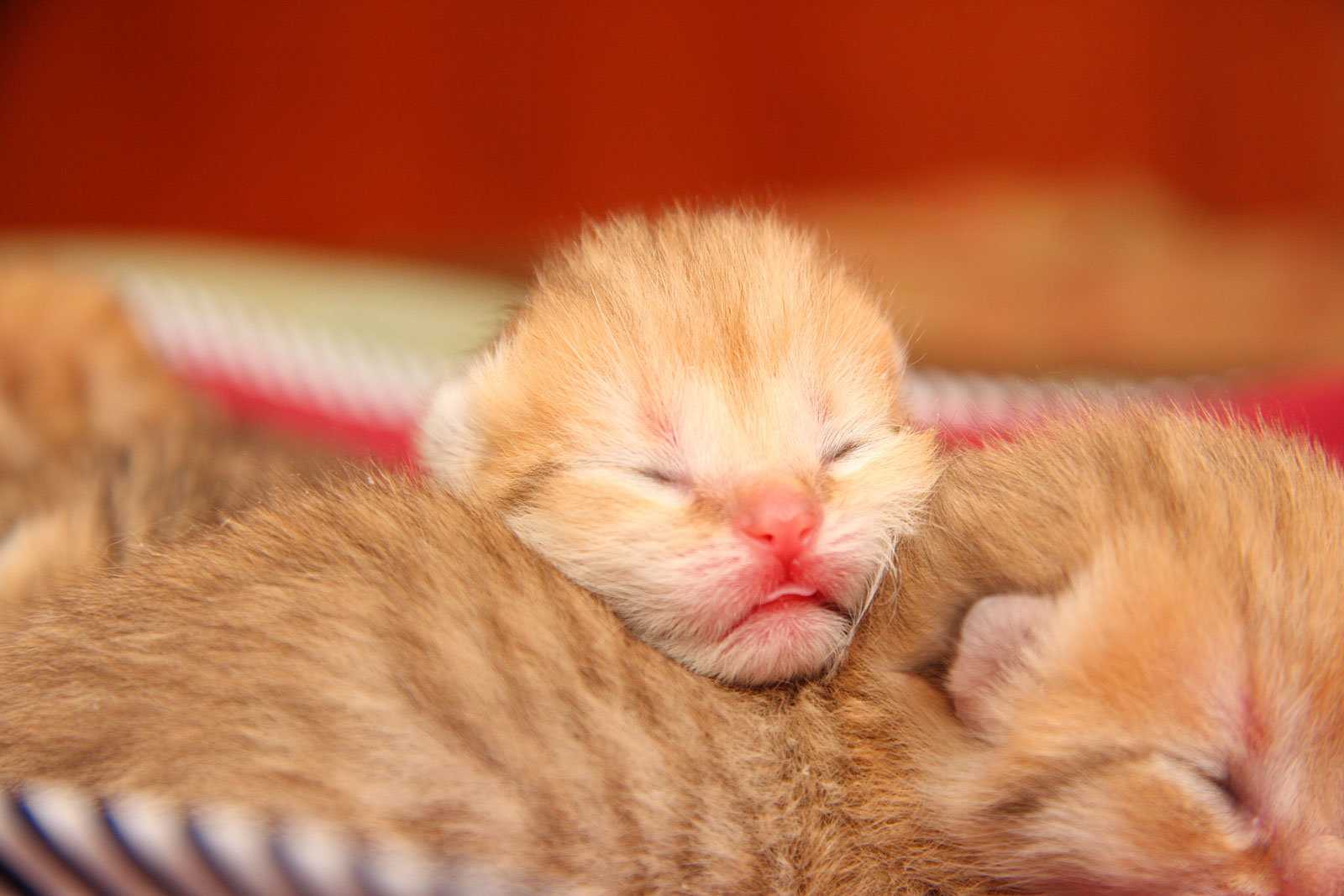 Когда котят можно забирать от кошки? - коточек