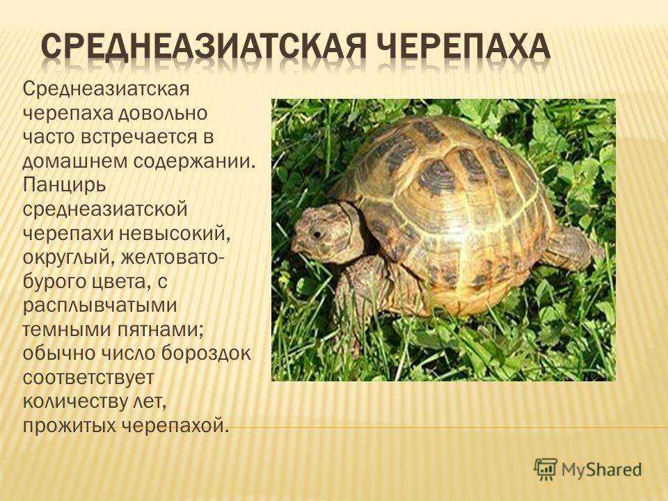 Интересные факты о черепахах, виды, образ жизни, влияние на природу 🔥фанфакт.ру