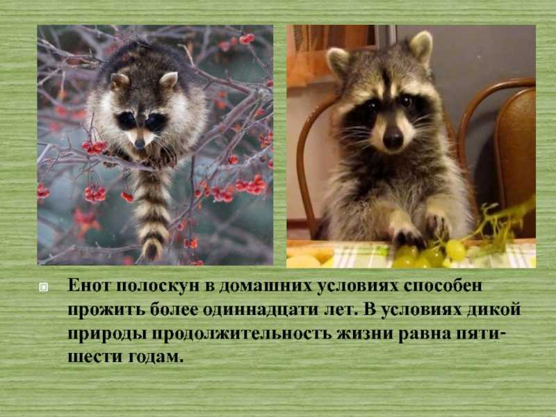Енот полоскун животное. описание, особенности, образ жизни и среда обитания енота полоскуна | живность.ру