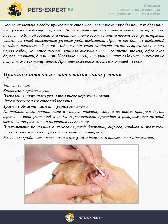 Кошка расчесывает уши до крови: причины, что делать и как лечить