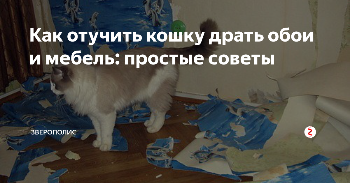 Кошки которые не дерут мебель и обои