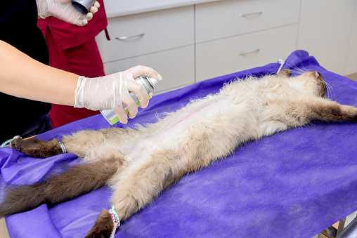 Во сколько стерилизуют кошек сфинкс