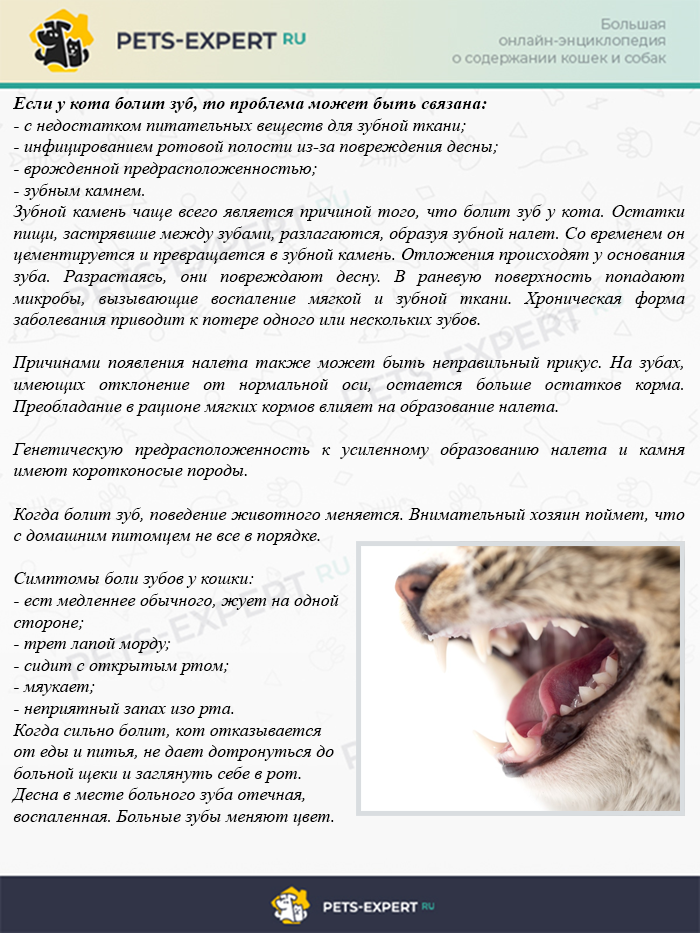 Зубы у кошек: болезни, профилактика и уход. почему у кошки желтые зубы