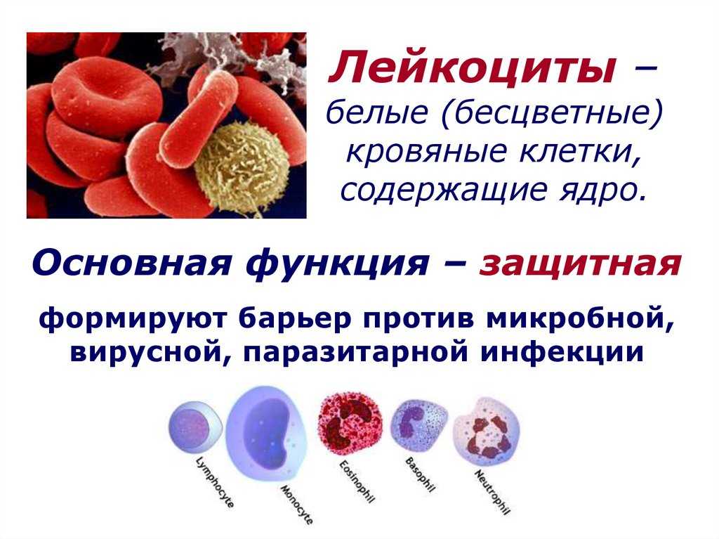 Лейкоз у кошек