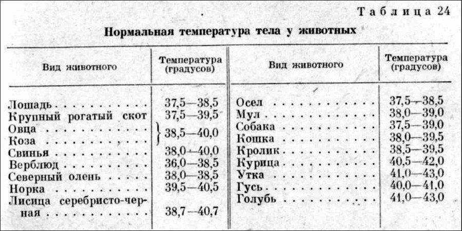 У кота температура: что делать в домашних условиях