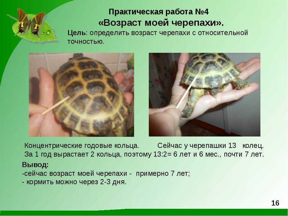 Сухопутная домашняя черепаха: уход, условиях содержания, сколько живут