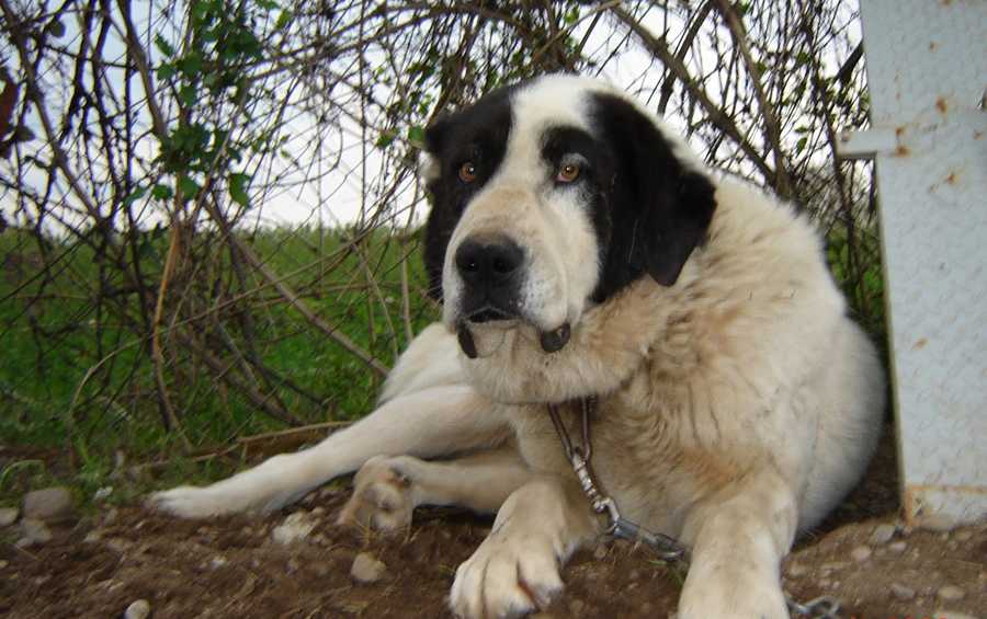 Топ 38 самых больших собак в мире (с фото) | dogkind.ru