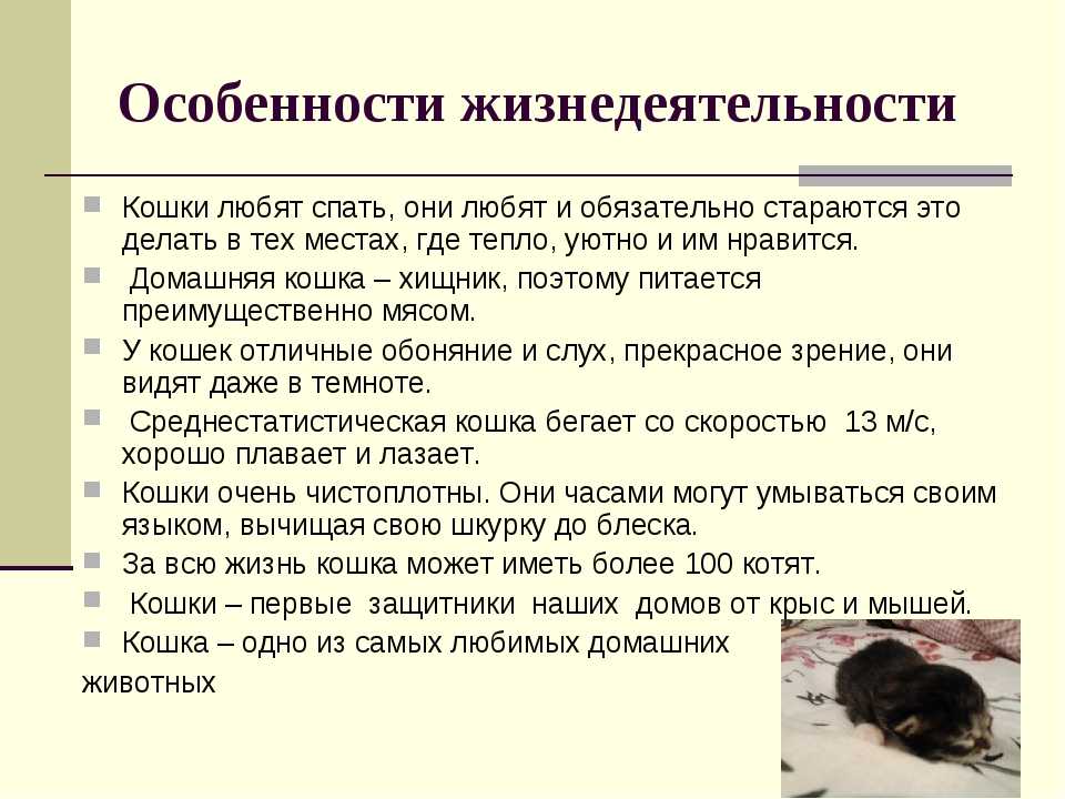 Кошка стала агрессивной: почему и что делать?