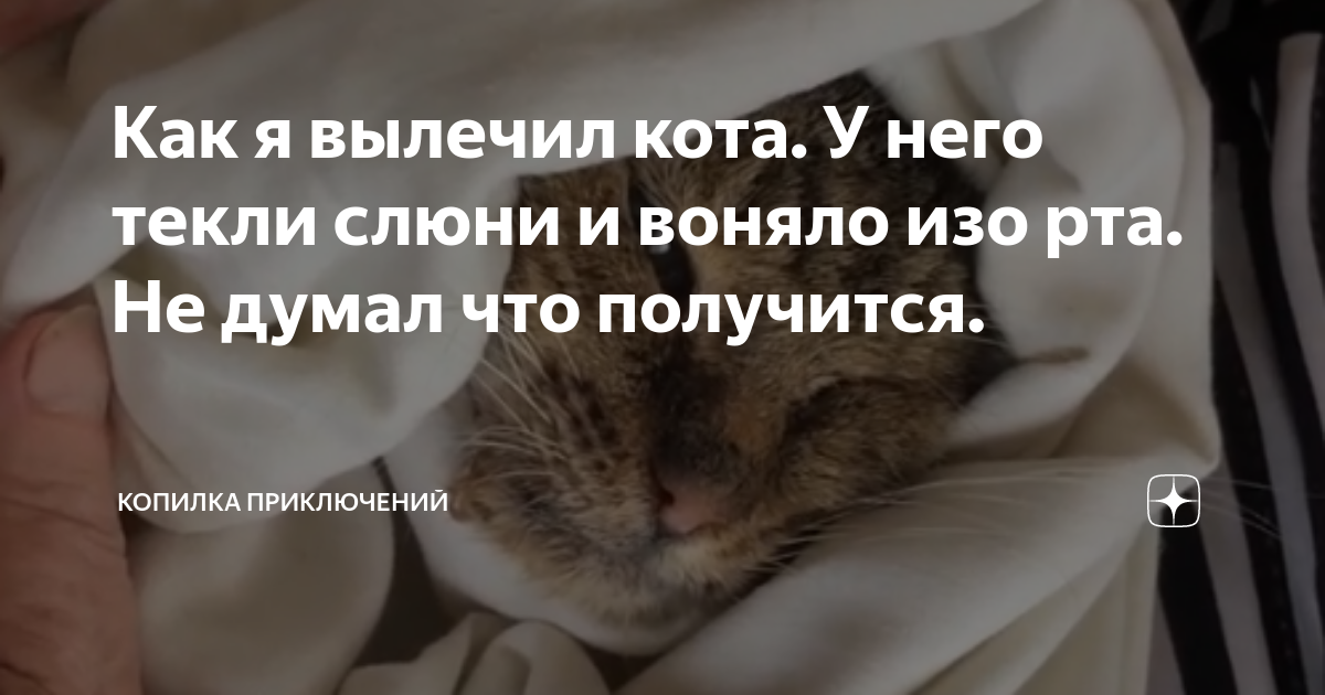 Почему у кошки текут слюни изо рта?