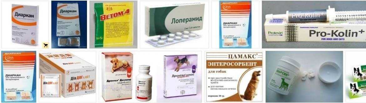 Понос у котенка - причины и лечение