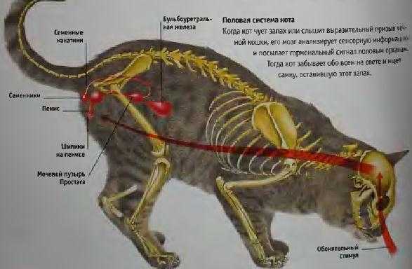 Что делать, если кастрированный кот орет по ночам