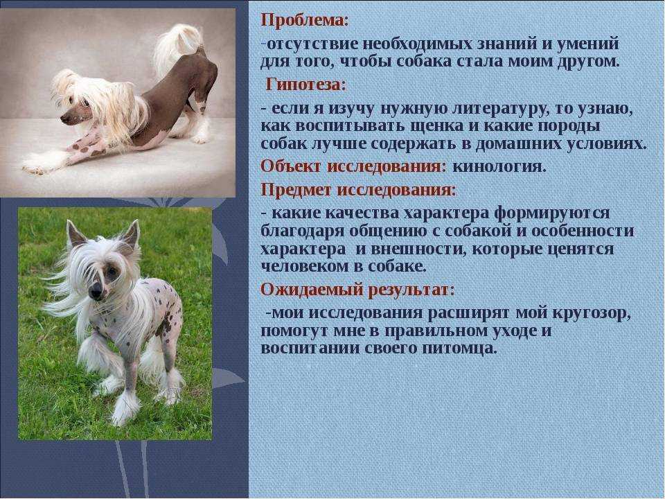 Большой швейцарский зенненхунд: описание породы