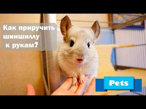 Какие орехи можно давать шиншиллам: грецкие и арахис, фундук и кедровые орехи, миндаль и кешью, можно ли давать семечки вместо орехов
