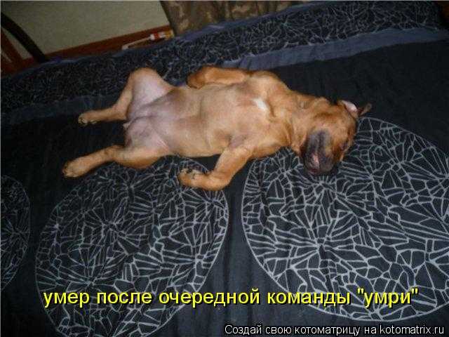 Как легко научить собаку смешному трюку "умри" ⋆ собакапедия