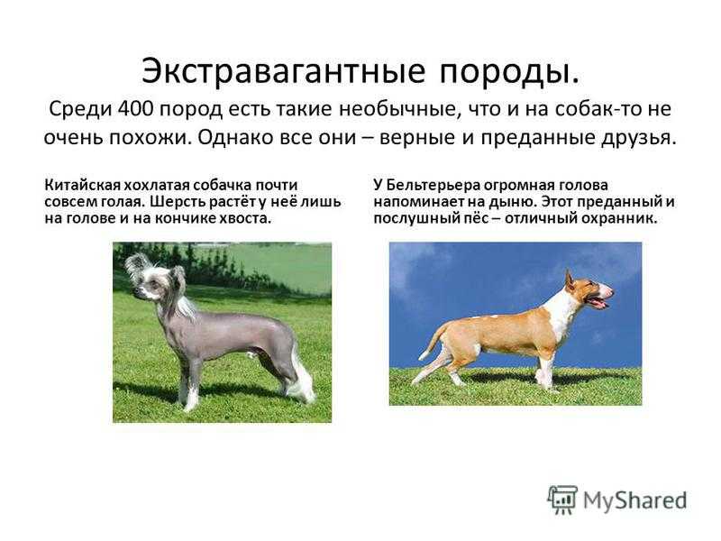 Как лучше кормить китайскую хохлатую собаку