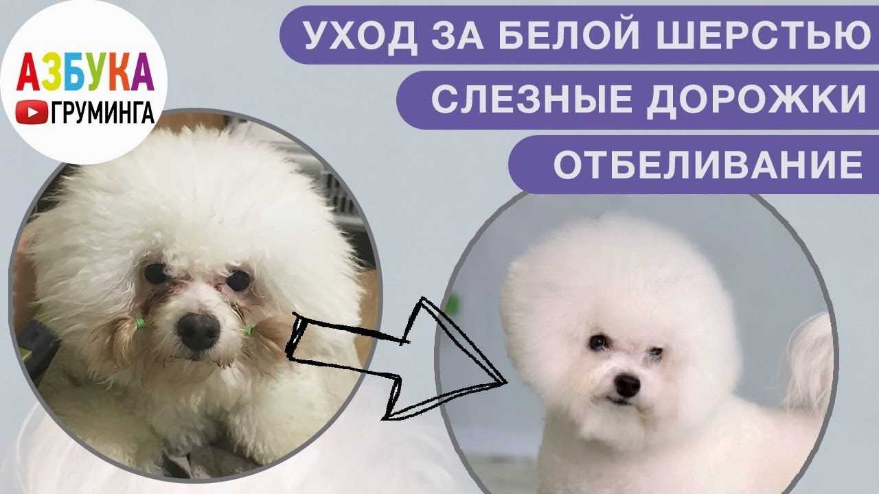 Шампунь для шпица – какой лучше, виды, рейтинг