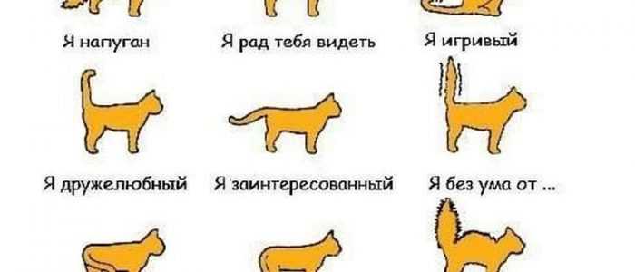 Почему кот машет хвостом?