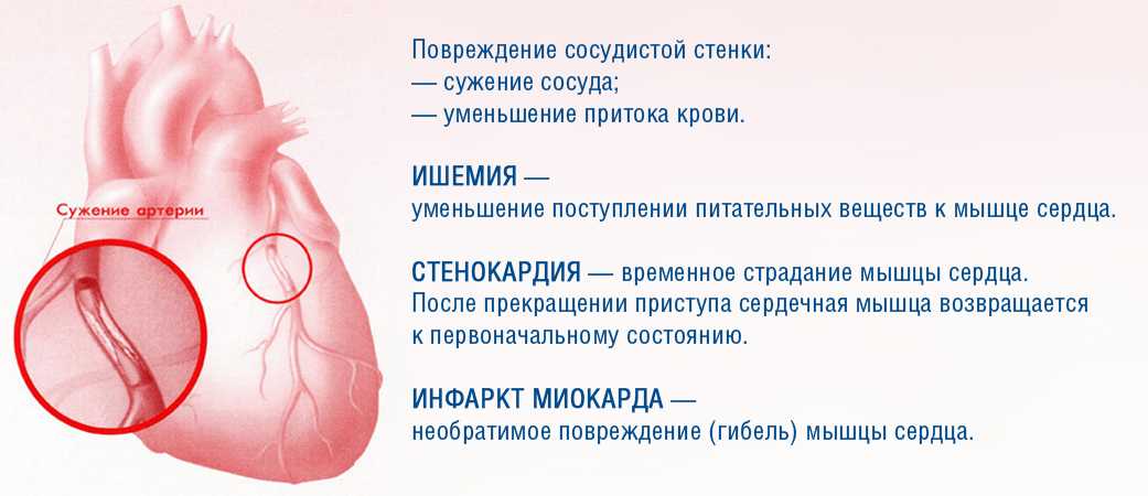 Анатомия внутренних органов кошки