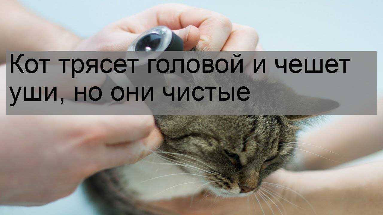 Кошка чешет уши: возможные причины и что нужно делать