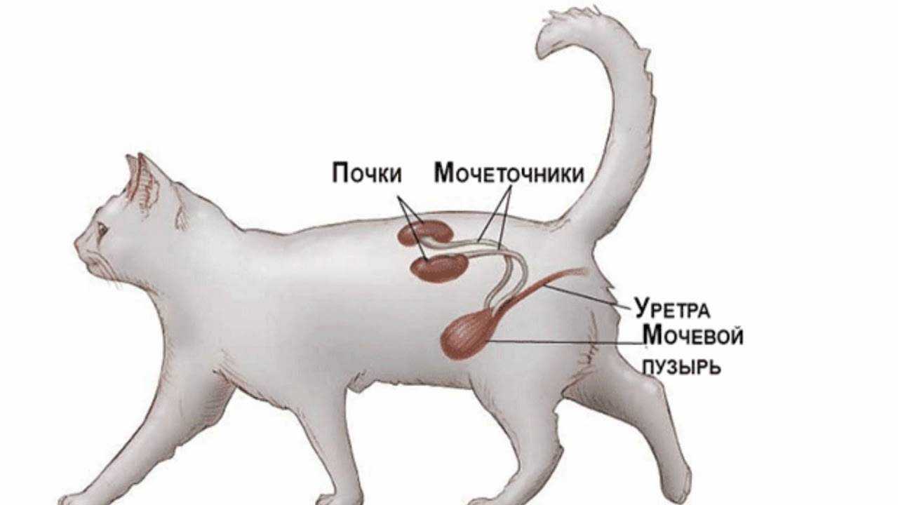 Диспепсия у кошек: причины, диагностика и лечение_ | wwwcat.ru