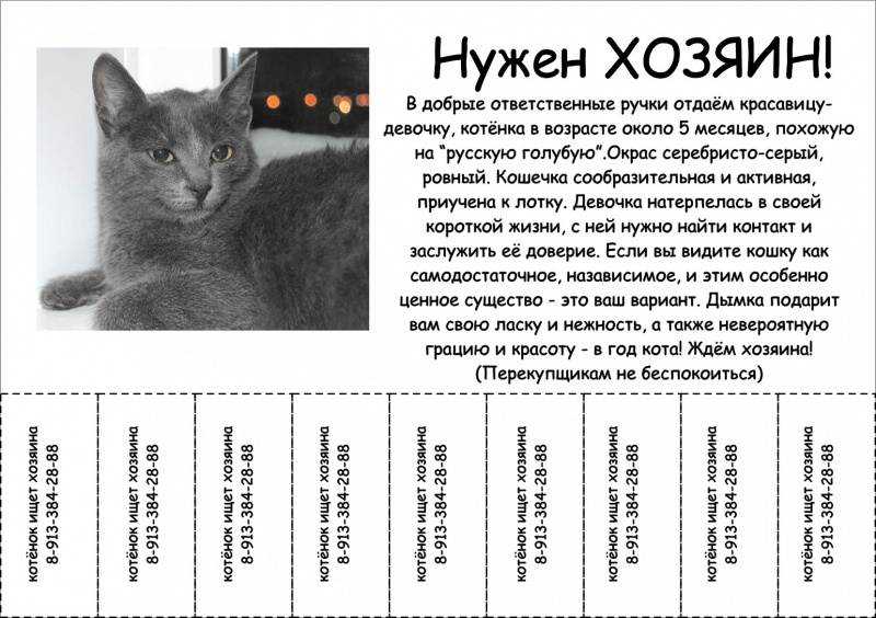 Котёнок появился в доме. вопросы о котятах