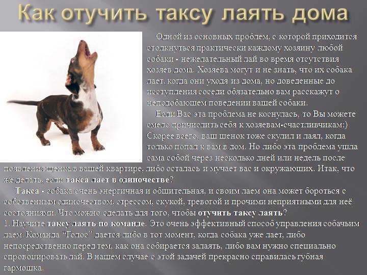 Как отучить собаку лаять