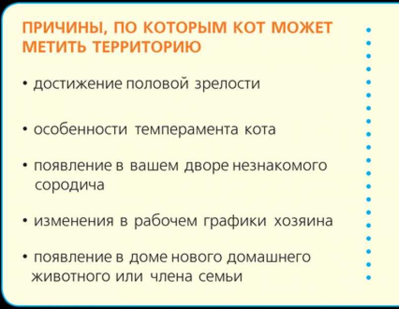 6 причин почему у кота сильно пахнет моча - что делать