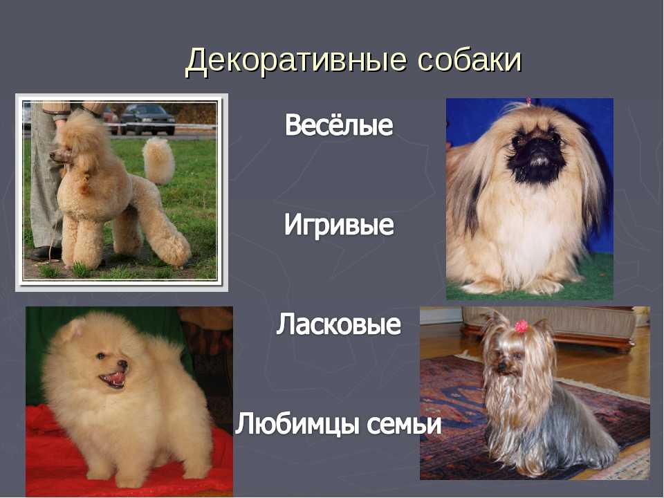 Собаки компаньоны породы, маленькие, средние, для квартиры, для ребенка, для пожилых