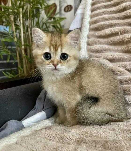 Советы по разведению кошек