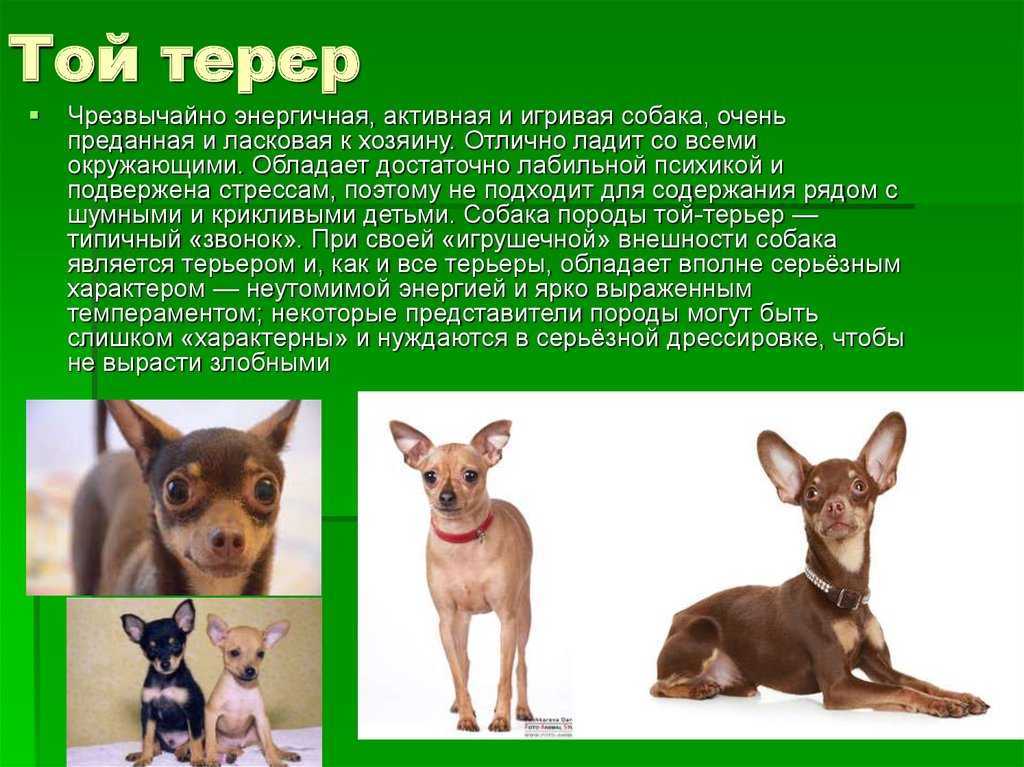 Почему чихуахуа хрюкает носом, храпит и кашляет