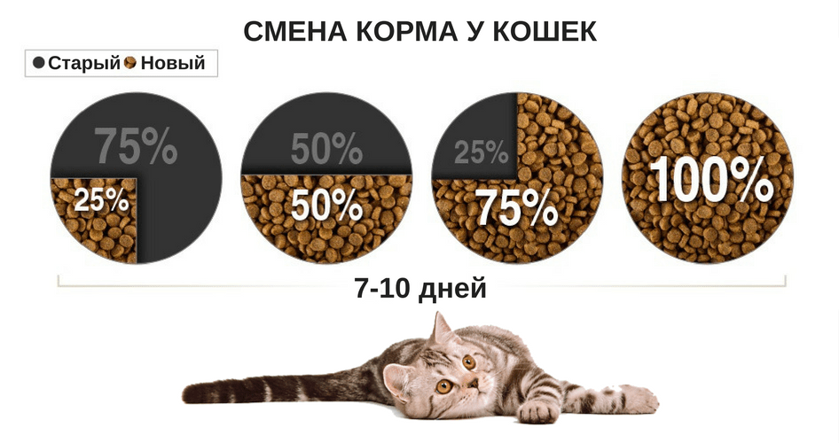 Когда и как переводить щенка на сухой корм: советы ветеринара