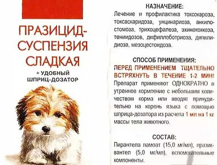 Глисты у старой собаки. бережная защита для особенного питомца