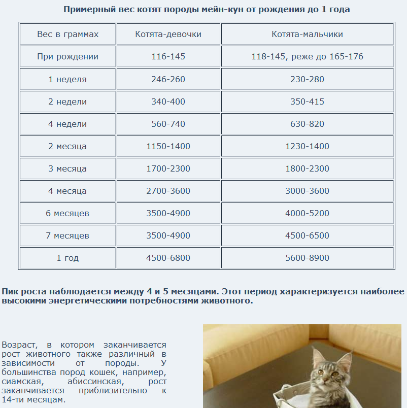 Какой средний вес кота?