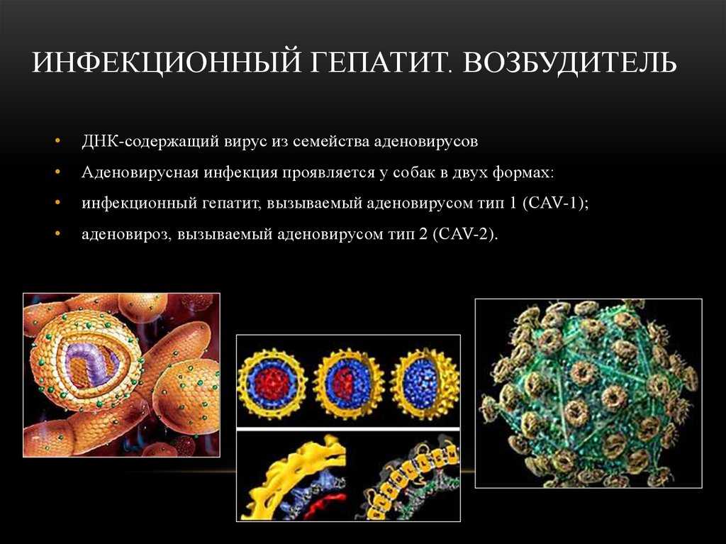 Желтые глаза у собаки - симптомы, лечение, препараты, причины появления | наши лучшие друзья