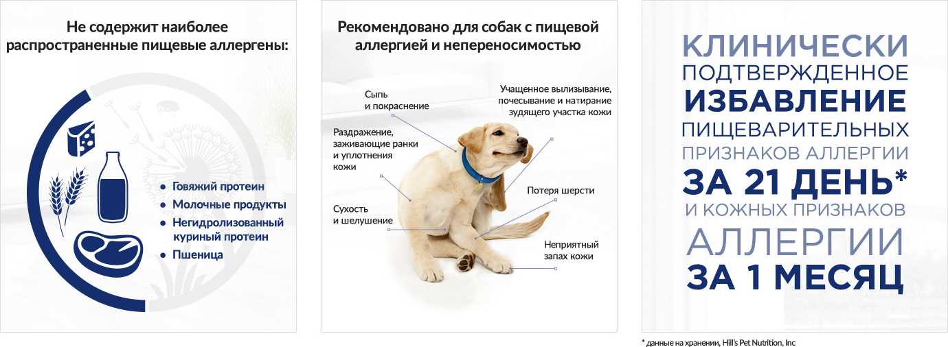 Аллергия на корм у собак