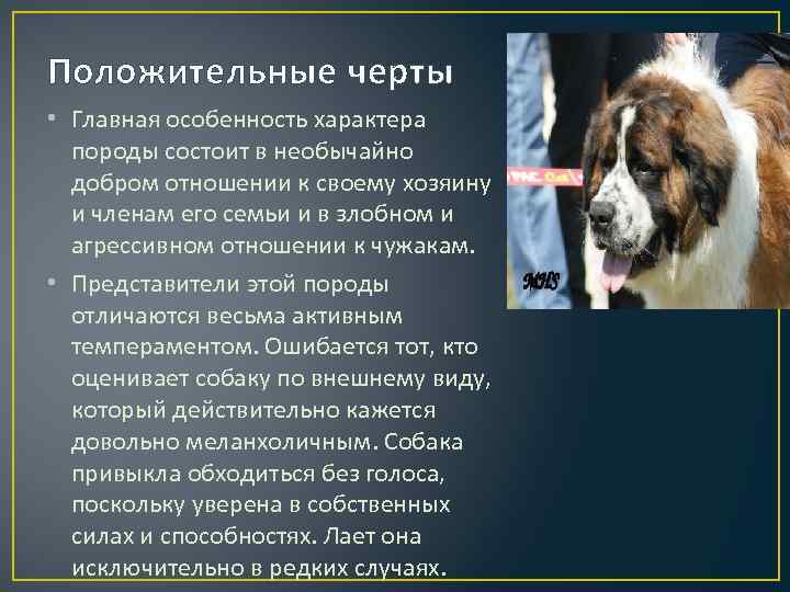 Московский дракон: характеристика и описание породы собак, содержание и уход, разведение