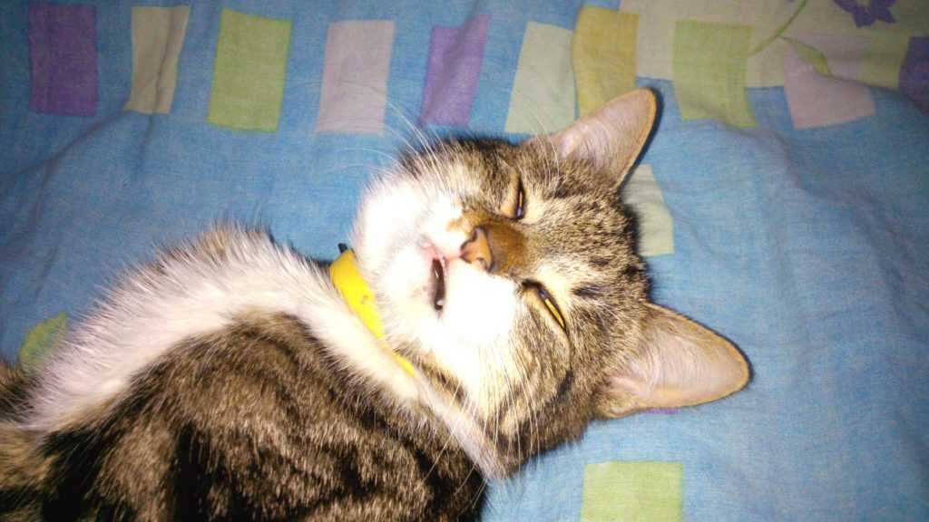 Чем помочь коту и котенку, который страдает от хрипов и тяжелого дыхания
