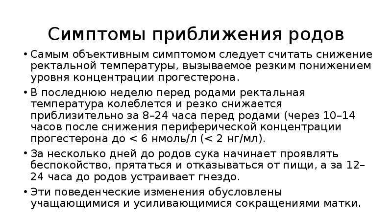 Роды у кошек: полная инструкция